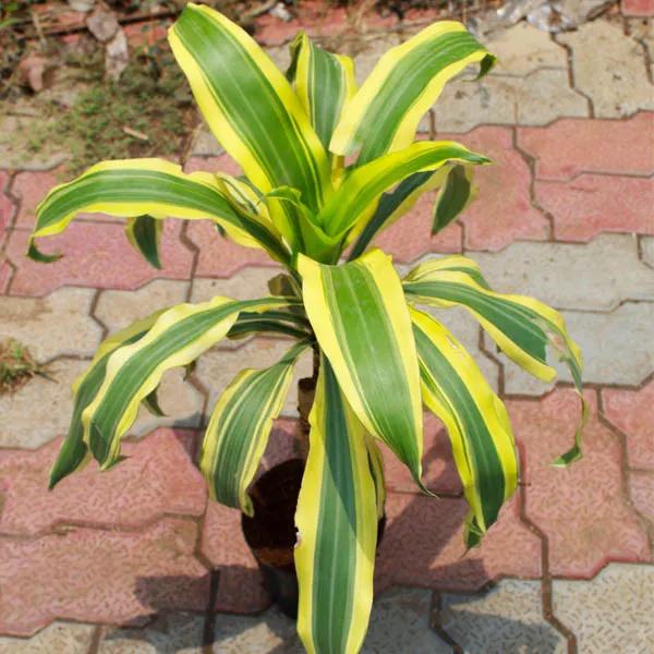 Victoria_Dracena_Plant_Live_Plant_For_Home_Garden