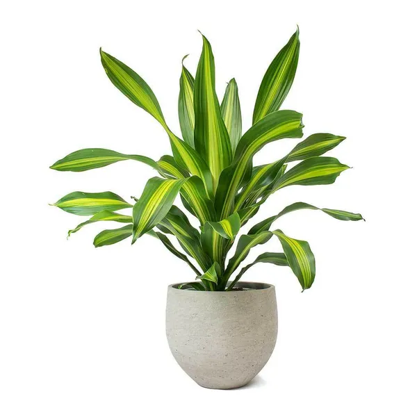 Victoria_Dracena_Plant_Live_Plant_For_Home_Garden