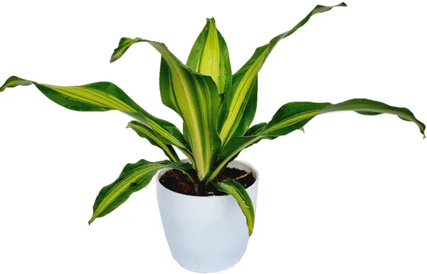 Victoria_Dracena_Plant_Live_Plant_For_Home_Garden
