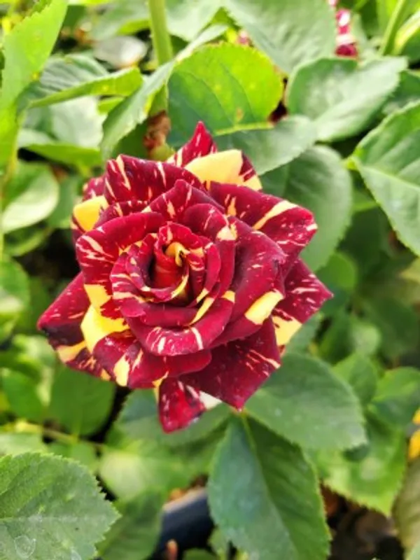 Abracadabra_Rose_Flower_Plant_Live_Plant_For_Home_Garden
