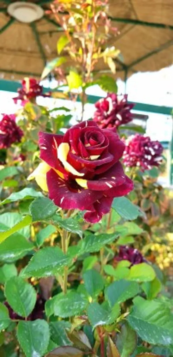 Abracadabra_Rose_Flower_Plant_Live_Plant_For_Home_Garden