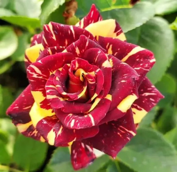 Abracadabra_Rose_Flower_Plant_Live_Plant_For_Home_Garden
