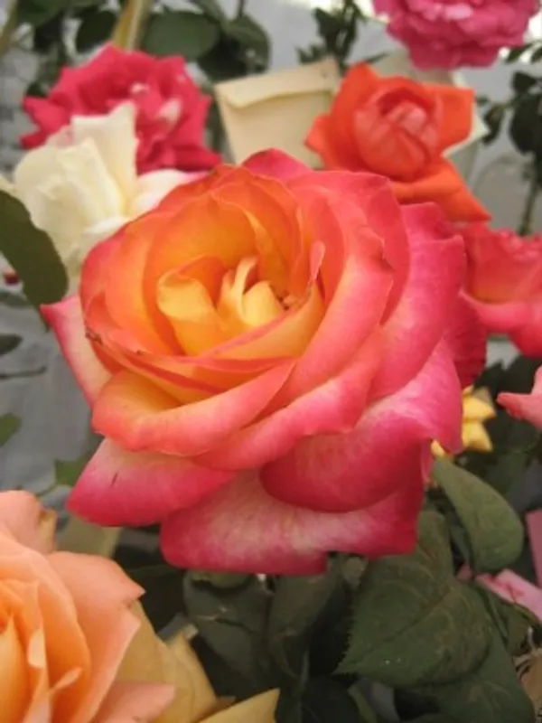 Alinka_Rose_Flower_Plant_Live_Plant_For_Home_Garden