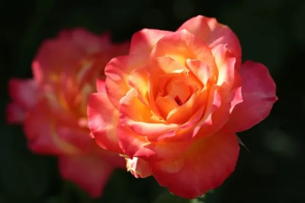Alinka_Rose_Flower_Plant_Live_Plant_For_Home_Garden