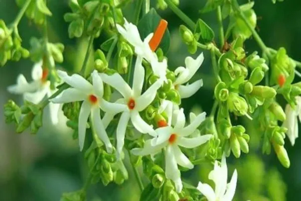 Night_Flower_Plant(Shiuli)_Live_Plant_For_Home_Garden