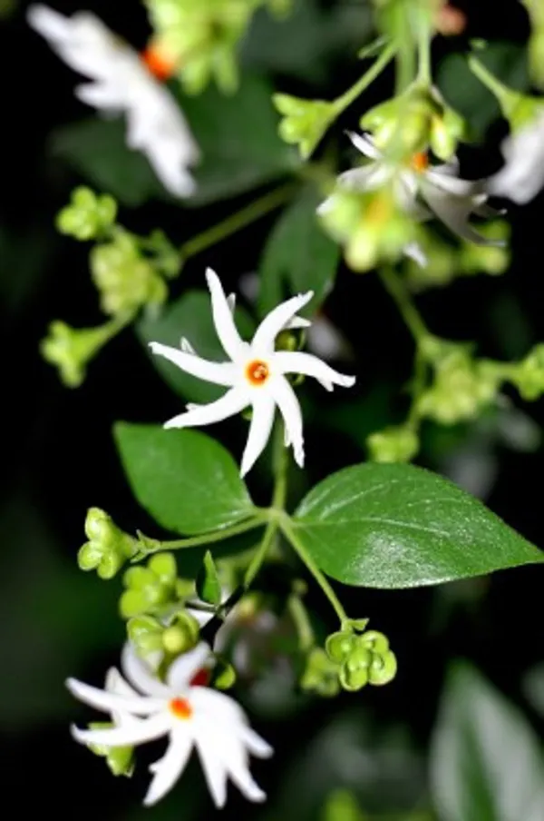 Night_Flower_Plant(Shiuli)_Live_Plant_For_Home_Garden