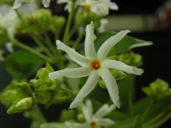 Night_Flower_Plant(Shiuli)_Live_Plant_For_Home_Garden