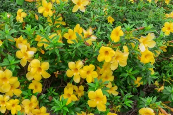 Allamanda_Flower_Plant_Live_Plant_For_Home_Garden