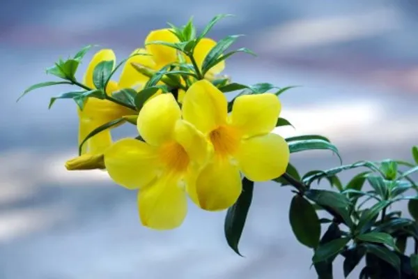 Allamanda_Flower_Plant_Live_Plant_For_Home_Garden
