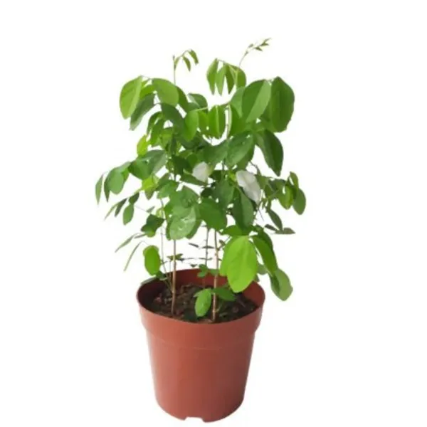 Aparajita_Flower_Plant(White)_Live_Plant_For_Home_Garden