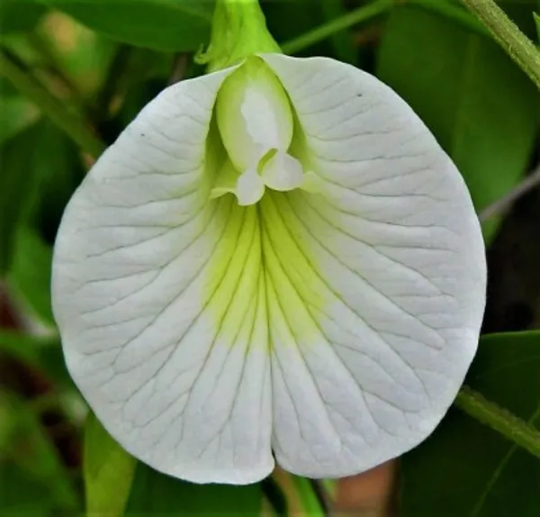 Aparajita_Flower_Plant(White)_Live_Plant_For_Home_Garden