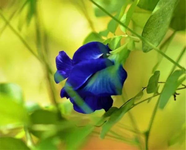 Aparajita_Flower_Plant(Blue)_Live_Plant_For_Home_Garden