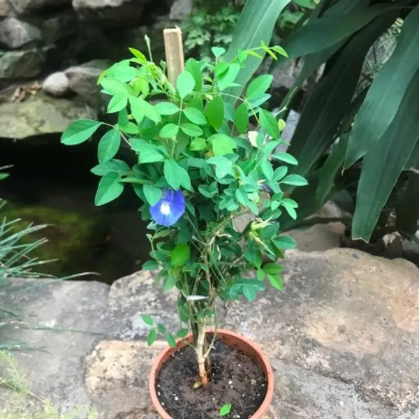 Aparajita_Flower_Plant(Blue)_Live_Plant_For_Home_Garden