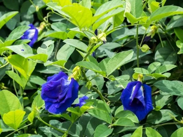 Aparajita_Flower_Plant(Blue)_Live_Plant_For_Home_Garden
