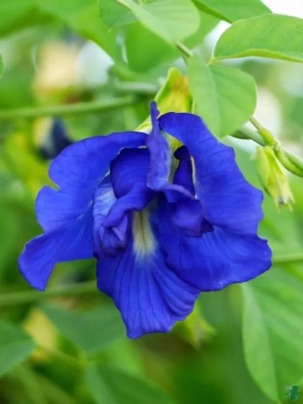 Aparajita_Flower_Plant(Blue)_Live_Plant_For_Home_Garden