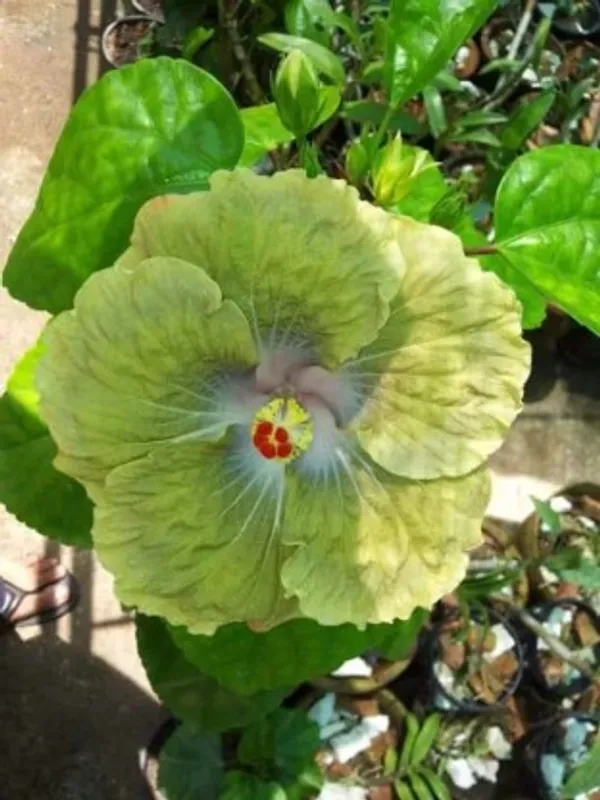 Australian_Hibiscus_Flower_Plant_(Green)Plant_For_Home_Garden