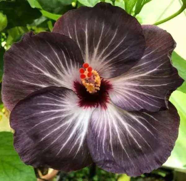 Austrlian_Hibiscus_Plant_(Black_Dragon)_For_Home_Garden