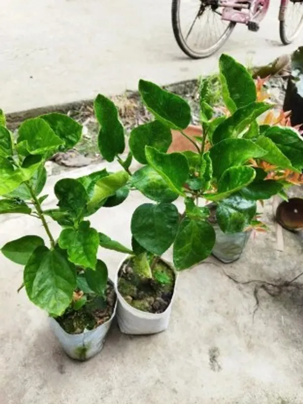 Austrlian_Hibiscus_Plant_(Black_Dragon)_For_Home_Garden