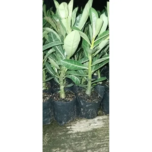 Adenium_Desert_Rose_Flower_Plant_Hybrid_Multi_Color_Outdoor_Tree
