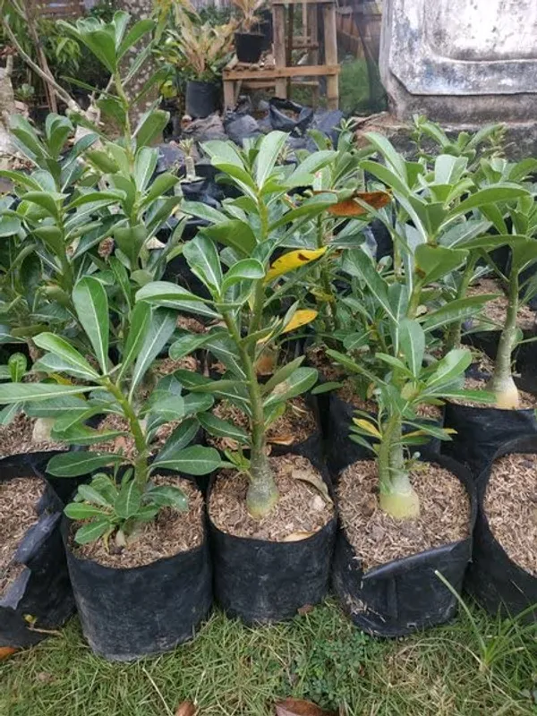 Adenium_Desert_Rose_Flower_Plant_Hybrid_Multi_Color_Outdoor_Tree