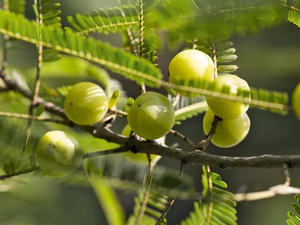 Amla/Indian_Gooseberry_Clone_Tyep_Hybrid_-_1_Healthy_Live_Amla_Fruit_Plant'_1-1.5_Ft_Height