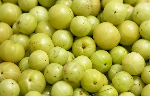 Amla/Indian_Gooseberry_Clone_Tyep_Hybrid_-_1_Healthy_Live_Amla_Fruit_Plant'_1-1.5_Ft_Height