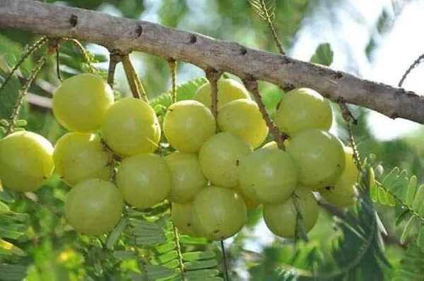 Amla/Indian_Gooseberry_Clone_Tyep_Hybrid_-_1_Healthy_Live_Amla_Fruit_Plant'_1-1.5_Ft_Height
