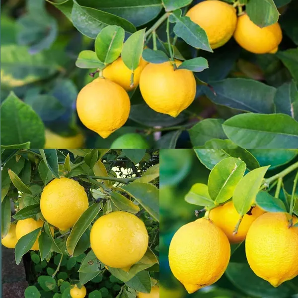 All_Time_Kagzi_Lemon_Plant_Grafted_Baramasi-_Healthy_Hybrid_Tree_'Fruit_Plant'_1.5-2_Feet_Height_Plant_For_Home_Garden