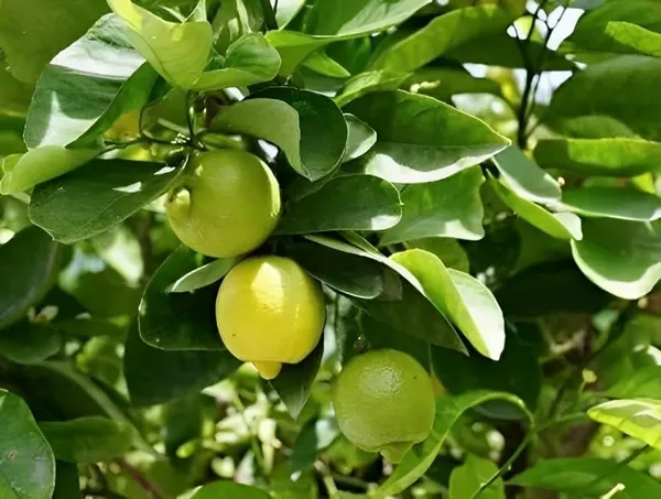All_Time_Kagzi_Lemon_Plant_Grafted_Baramasi-_Healthy_Hybrid_Tree_'Fruit_Plant'_1.5-2_Feet_Height_Plant_For_Home_Garden