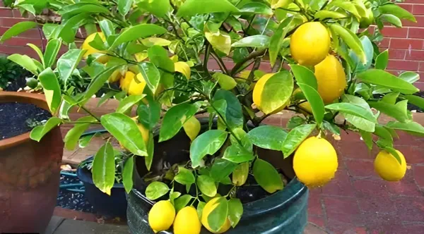 All_Time_Kagzi_Lemon_Plant_Grafted_Baramasi-_Healthy_Hybrid_Tree_'Fruit_Plant'_1.5-2_Feet_Height_Plant_For_Home_Garden