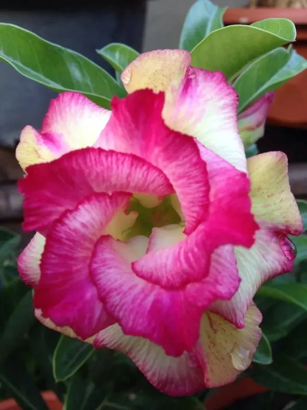 Adenium_Desert_Rose_Plant_Combo_pack_of_6