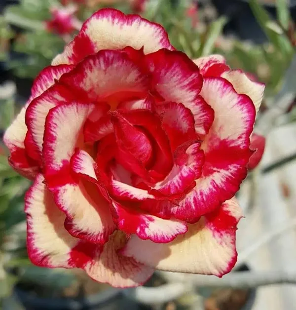 Adenium_Desert_Rose_Plant_Combo_pack_of_6