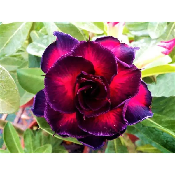 Adenium_Desert_Rose_Plant_Combo_pack_of_6