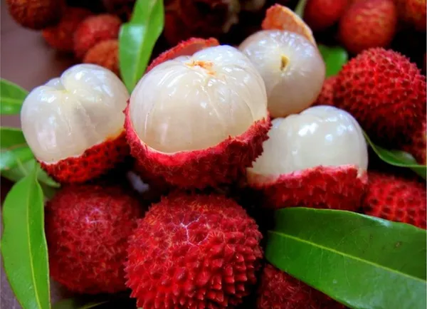 All_Time_Tezpur_Litchi_Plant_Tropical_Rare_Exotic_Dwarf_Air_Layered_Lychee_Tree_For_Home_Garden