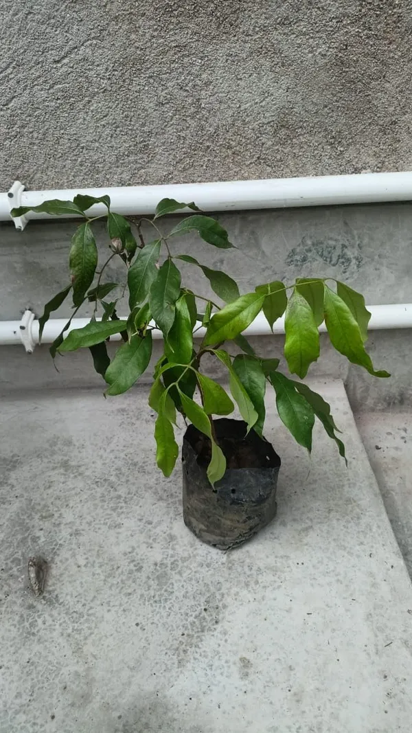 All_Time_Tezpur_Litchi_Plant_Tropical_Rare_Exotic_Dwarf_Air_Layered_Lychee_Tree_For_Home_Garden
