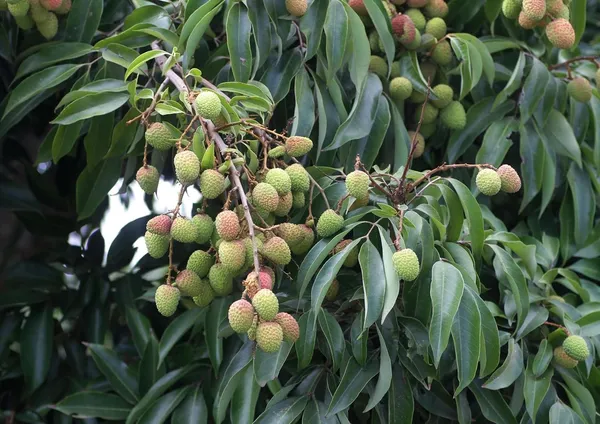 All_Time_Tezpur_Litchi_Plant_Tropical_Rare_Exotic_Dwarf_Air_Layered_Lychee_Tree_For_Home_Garden