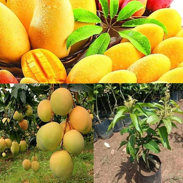 Alphonso_Mango_Tree_Hybrid_Amba_Mango_Plant_GraftedKing_Of_FruitsHealthy_Grafted_Plant_For_Home_Garden