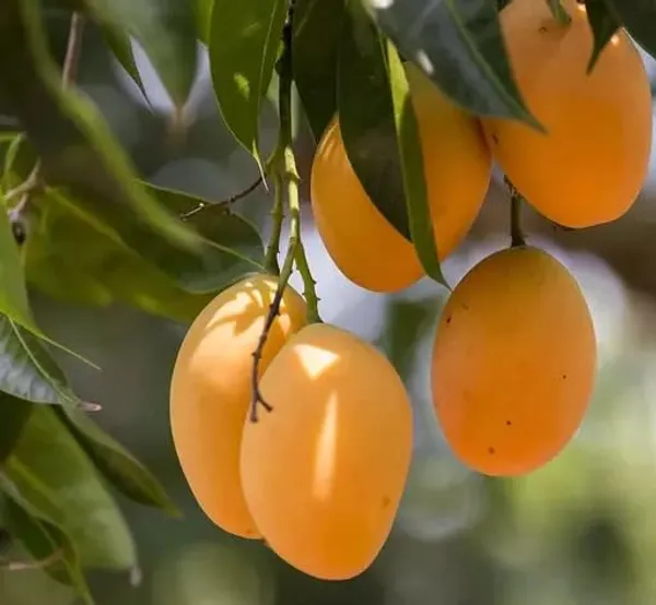 Alphonso_Mango_Tree_Hybrid_Amba_Mango_Plant_GraftedKing_Of_FruitsHealthy_Grafted_Plant_For_Home_Garden