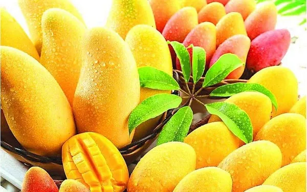 Alphonso_Mango_Tree_Hybrid_Amba_Mango_Plant_GraftedKing_Of_FruitsHealthy_Grafted_Plant_For_Home_Garden