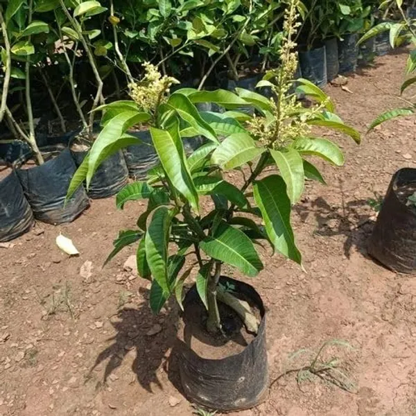Alphonso_Mango_Tree_Hybrid_Amba_Mango_Plant_GraftedKing_Of_FruitsHealthy_Grafted_Plant_For_Home_Garden