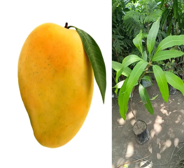 Ratnagiri_Alphonso_Mango_Plant_Grafted_(Height_1.5-2_Feet)_Furit_After_2-3_Year_Hybrid_Hapus_Outdoor_Mango_Fruit_Tree_Hybrid_Plant_For_Home_Garden