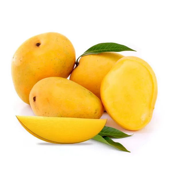 Ratnagiri_Alphonso_Mango_Plant_Grafted_(Height_1.5-2_Feet)_Furit_After_2-3_Year_Hybrid_Hapus_Outdoor_Mango_Fruit_Tree_Hybrid_Plant_For_Home_Garden
