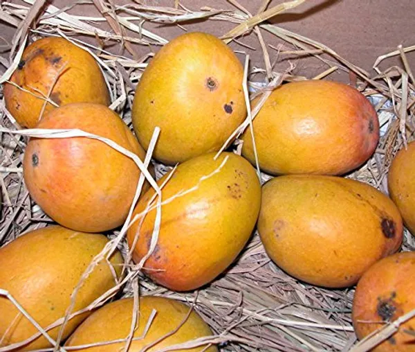 Ratnagiri_Alphonso_Mango_Plant_Grafted_(Height_1.5-2_Feet)_Furit_After_2-3_Year_Hybrid_Hapus_Outdoor_Mango_Fruit_Tree_Hybrid_Plant_For_Home_Garden