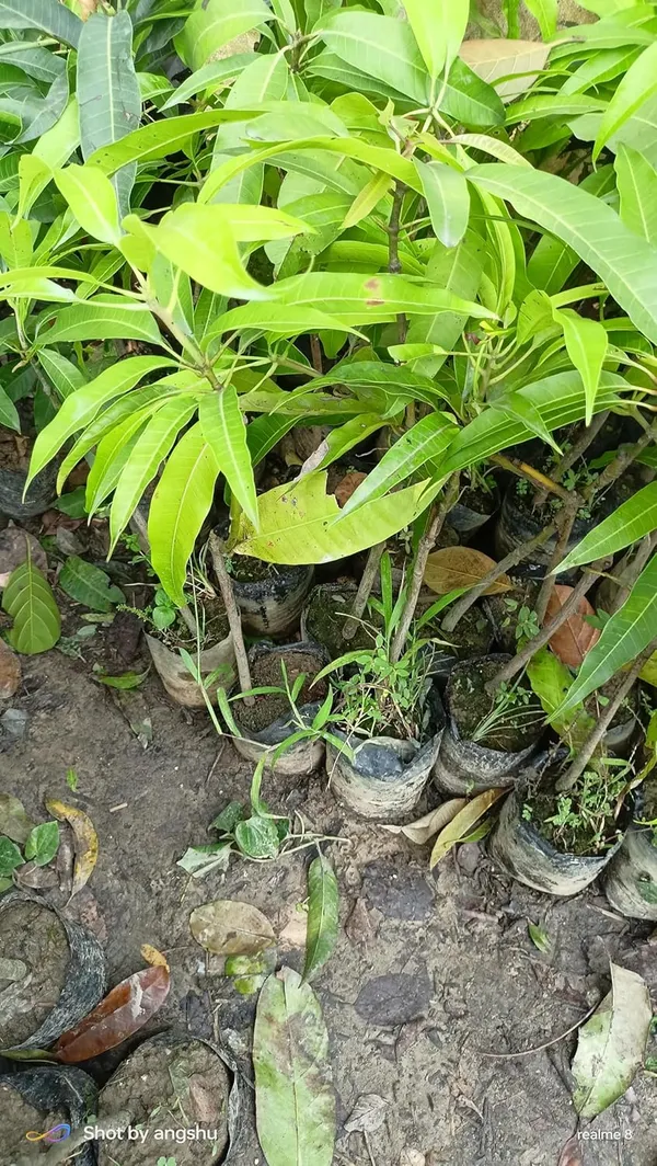 Ratnagiri_Alphonso_Mango_Plant_Grafted_(Height_1.5-2_Feet)_Furit_After_2-3_Year_Hybrid_Hapus_Outdoor_Mango_Fruit_Tree_Hybrid_Plant_For_Home_Garden