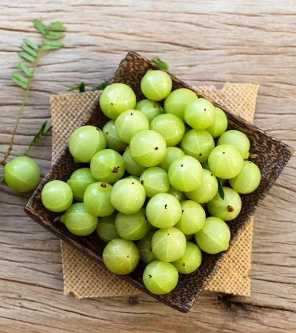Bhumi_Amla_Plant_Hybrid_All_SeasonsIndian_Gooseberry_Amla_Plant_Grafted_(Plant_Height_2-2.5)_Feet_Dwarf_Amla_Tree_Plant_For_Home_Garden_Clone_Type_Amla_Fruit_Plant