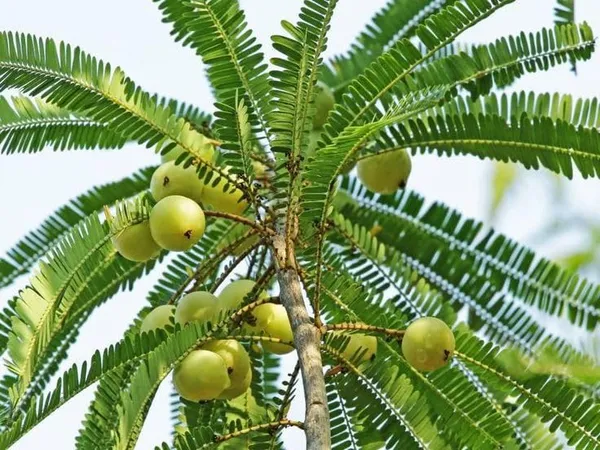 Bhumi_Amla_Plant_Hybrid_All_SeasonsIndian_Gooseberry_Amla_Plant_Grafted_(Plant_Height_2-2.5)_Feet_Dwarf_Amla_Tree_Plant_For_Home_Garden_Clone_Type_Amla_Fruit_Plant