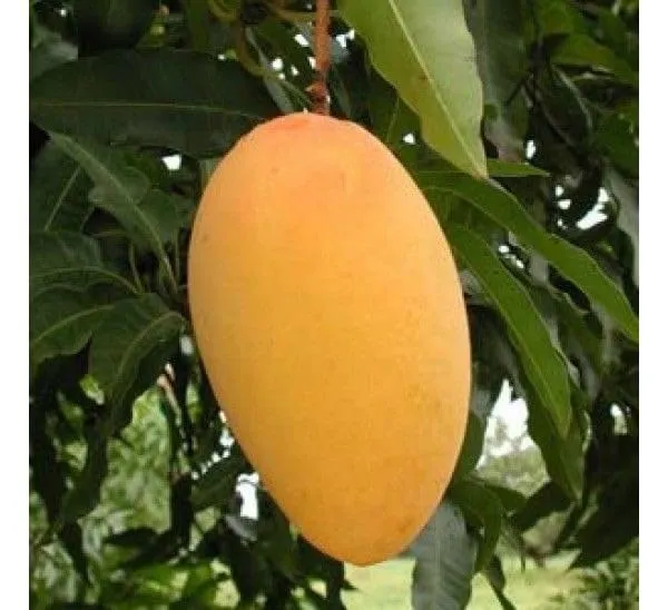Nursery_Amrapali_Mango_Plant_(Grafted_Plant_Height_1.5-2_Feet)_Hybrid_1_Healthy_Live_Frout_Plant_For_Home_Garden_Fruit_After_2-3_Years_Aam_King_Of_Fruits_Live_Amba_Fruit_Tree