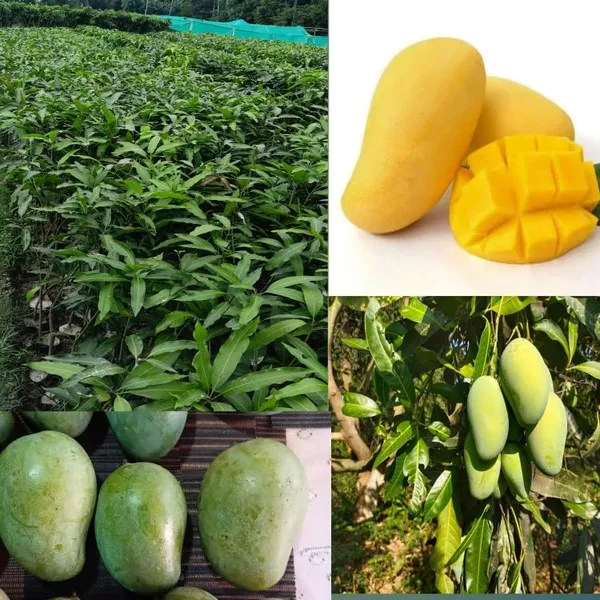 Nursery_Amrapali_Mango_Plant_(Grafted_Plant_Height_1.5-2_Feet)_Hybrid_1_Healthy_Live_Frout_Plant_For_Home_Garden_Fruit_After_2-3_Years_Aam_King_Of_Fruits_Live_Amba_Fruit_Tree
