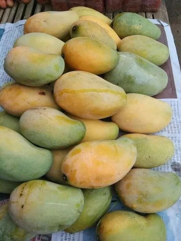 Nursery_Amrapali_Mango_Plant_(Grafted_Plant_Height_1.5-2_Feet)_Hybrid_1_Healthy_Live_Frout_Plant_For_Home_Garden_Fruit_After_2-3_Years_Aam_King_Of_Fruits_Live_Amba_Fruit_Tree