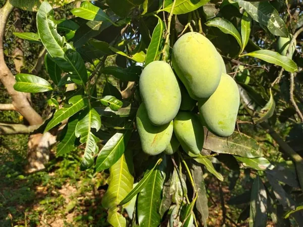 Nursery_Amrapali_Mango_Plant_(Grafted_Plant_Height_1.5-2_Feet)_Hybrid_1_Healthy_Live_Frout_Plant_For_Home_Garden_Fruit_After_2-3_Years_Aam_King_Of_Fruits_Live_Amba_Fruit_Tree